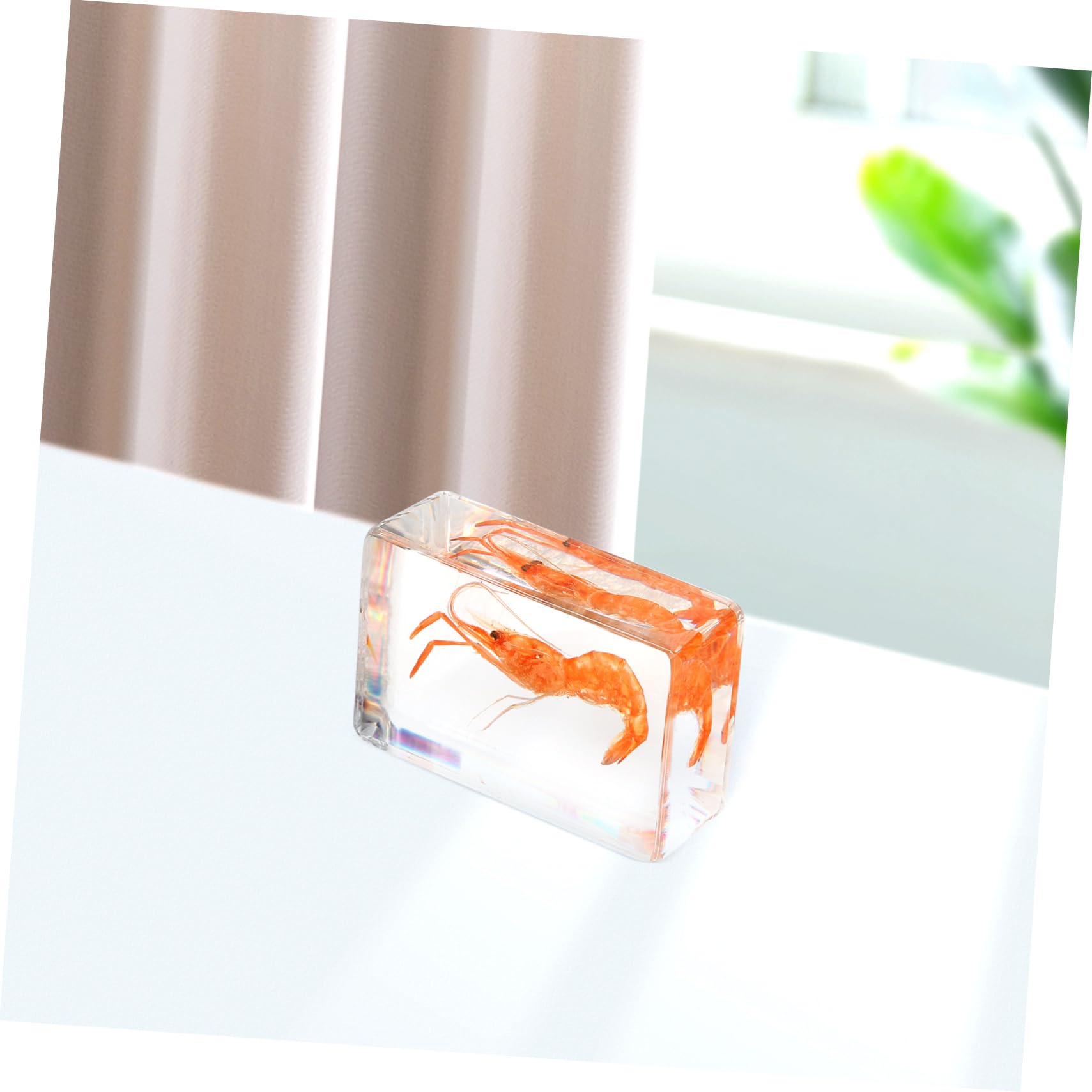 極美品【1点物】セミエビ 乾燥標本 色彩保存標本 関節可動 Amazon | KICHOUSE 製標本の 装飾 虾標本 教 用 デス ッ スプ 用にな